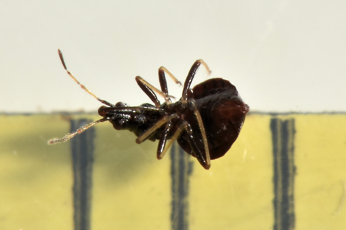 Microphysidae? S, Loricula freyi, femmina e maschio (adulto e ninfa) dell''Abruzzo